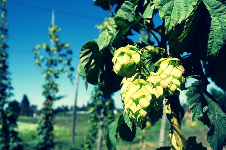 Lúpulo. Imagen: Cerveceros Argentinos.