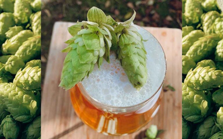 Fresh Hop