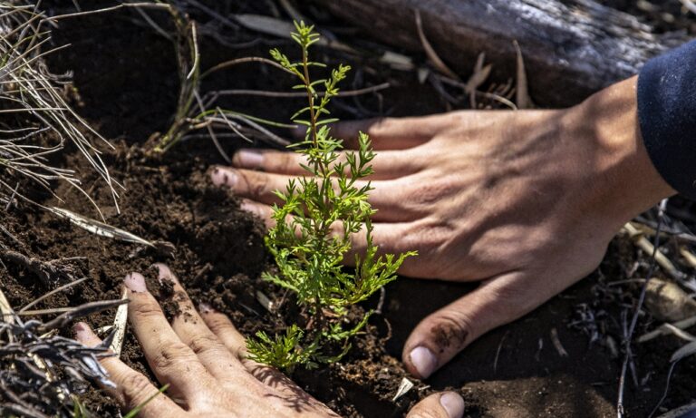 Reforestacion fotosTROWN 2 Cerveza Patagonia